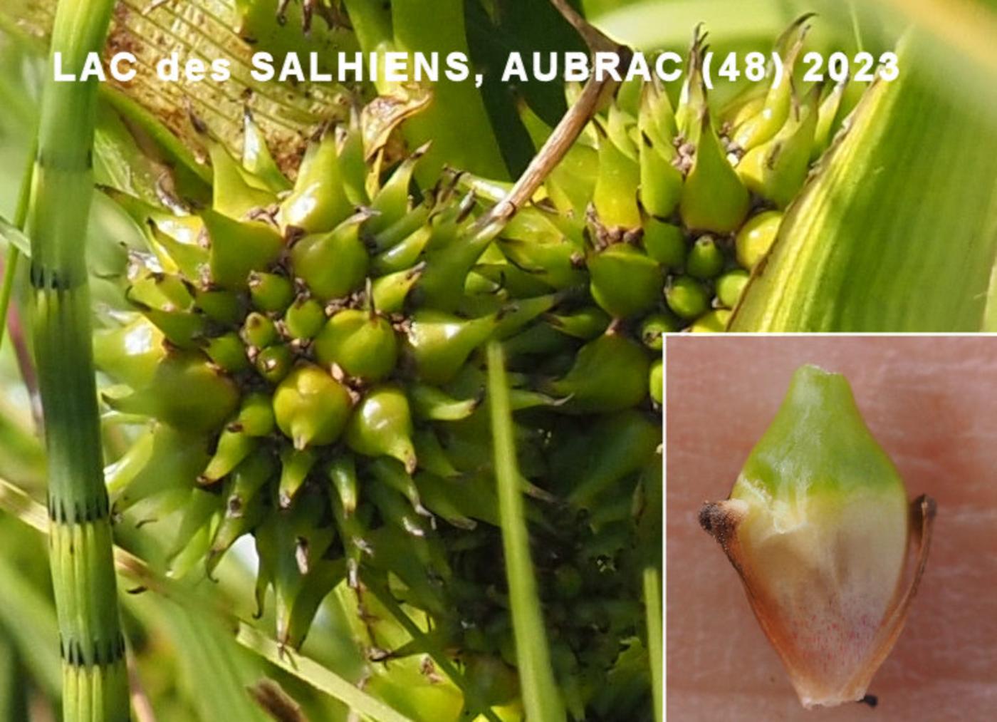 Bur-reed, Common fruit